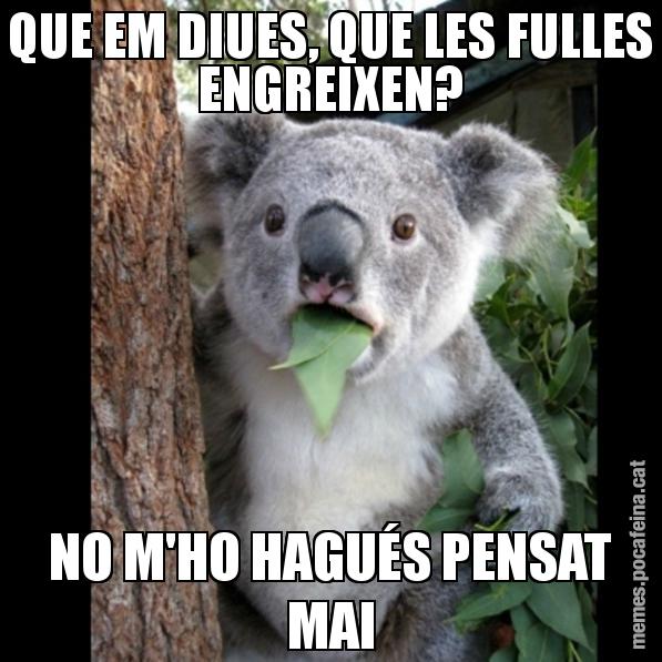 QUE EM DIUES, QUE LES FULLES ENGREIXEN? NO M'HO HAGUÉS PENSAT MAI - Koala Cant Believe It