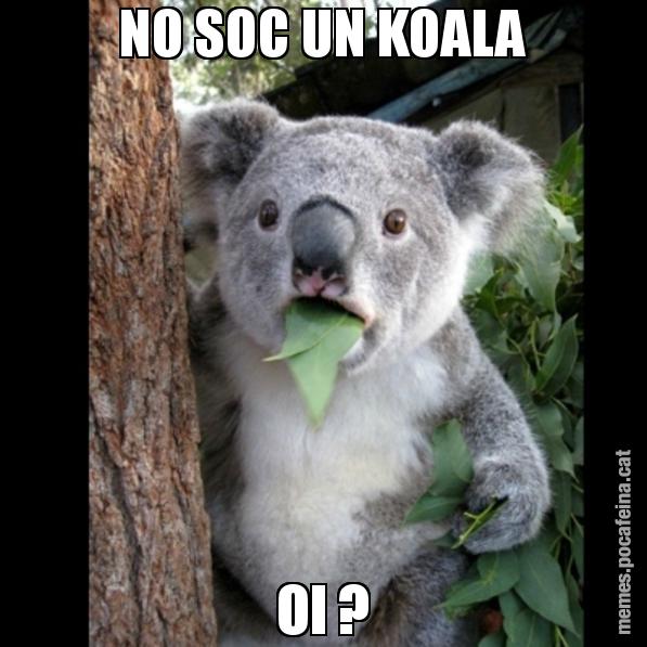 NO SOC UN KOALA OI ? - Koala Cant Believe It