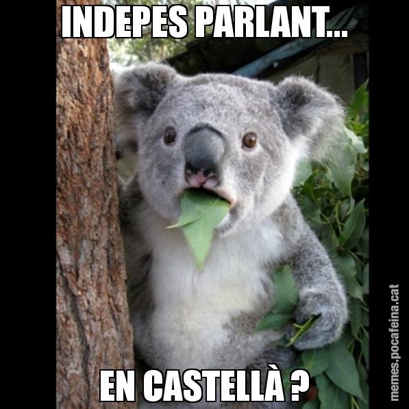 INDEPES PARLANT... EN CASTELLÀ ? - Koala Cant Believe It