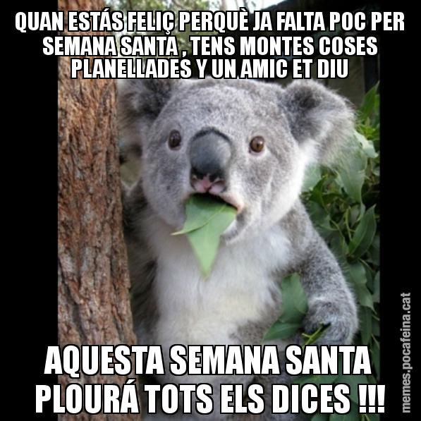 QUAN ESTÁS FELIÇ PERQUÈ JA FALTA POC PER SEMANA SANTA , TENS MONTES COSES PLANELLADES Y UN AMIC ET DIU AQUESTA SEMANA SANTA PLOURÁ TOTS ELS DICES !!! - Koala Cant Believe It