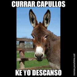 CURRAR CAPULLOS KE YO DESCANSO