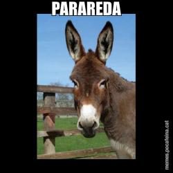 PARAREDA