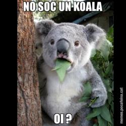 NO SOC UN KOALA OI ?