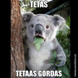 TETAS TETAAS GORDAS