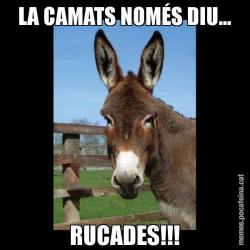 LA CAMATS NOMÉS DIU... RUCADES!!!