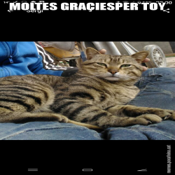 MOLTES GRAÇIESPER TOY