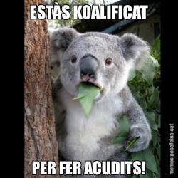 ESTÀS KOALIFICAT PER FER ACUDITS!