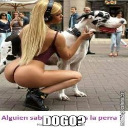 DOGO?