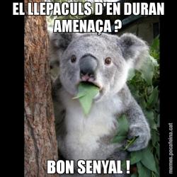EL LLEPACULS D'EN DURAN AMENAÇA ? BON SENYAL !
