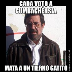 CADA VOTO A CUMBACHÉNSIA MATA A UN TIERNO GATITO