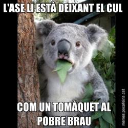 L'ASE LI ESTÀ DEIXANT EL CUL  COM UN TOMÀQUET AL POBRE BRAU