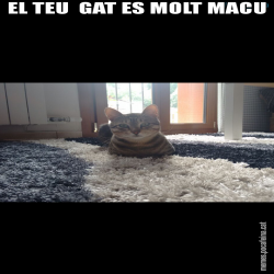 EL TEU  GAT ES MOLT MACU