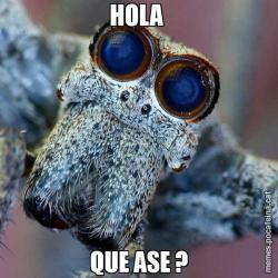 HOLA  QUE ASE ?