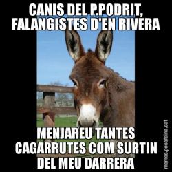 CANIS DEL P.PODRIT, FALANGISTES D'EN RIVERA MENJAREU TANTES CAGARRUTES COM SURTIN DEL MEU DARRERA