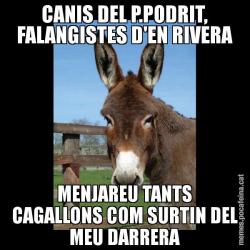CANIS DEL P.PODRIT, FALANGISTES D'EN RIVERA MENJAREU TANTS CAGALLONS COM SURTIN DEL MEU DARRERA