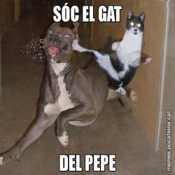 SÓC EL GAT DEL PEPE
