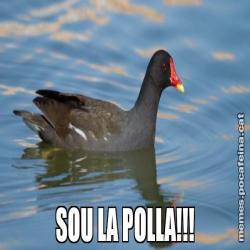 SOU LA POLLA!!!