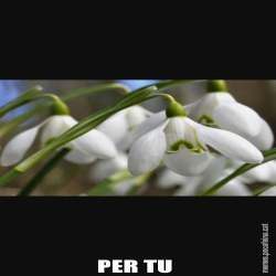 PER TU