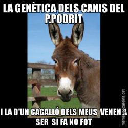 LA GENÈTICA DELS CANIS DEL P.PODRIT I LA D'UN CAGALLÓ DELS MEUS  VENEN A SER  SI FA NO FOT