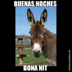 BUENAS NOCHES  BONA NIT