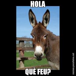 HOLA QUÈ FEU?