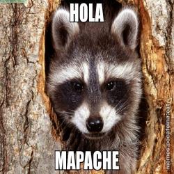 HOLA MAPACHE