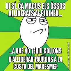 UI SÍ, CA MACUS ELS ÓSSOS ALLIBERATS AL PIRINEU... ...A QUE NO TENIU COLLONS D'ALLIBERAR TAURONS A LA COSTA DEL MARESME?