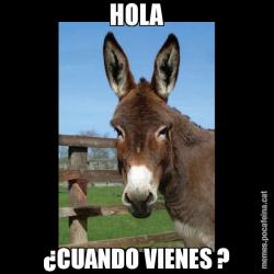 HOLA ¿CUANDO VIENES ?