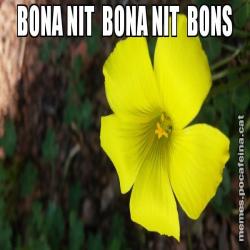 BONA NIT  BONA NIT  BONS