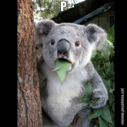 P