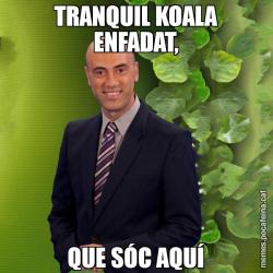 TRANQUIL KOALA ENFADAT, QUE SÓC AQUÍ
