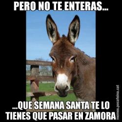 PERO NO TE ENTERAS... ...QUE SEMANA SANTA TE LO TIENES QUE PASAR EN ZAMORA