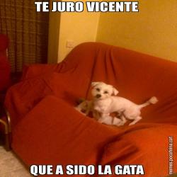 TE JURO VICENTE  QUE A SIDO LA GATA