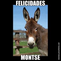 FELICIDADES MONTSE