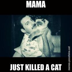 MAMA JUST KILLED A CAT