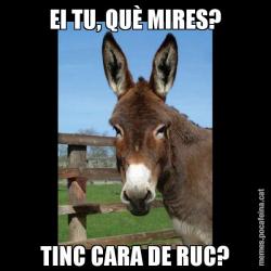 EI TU, QUÈ MIRES? TINC CARA DE RUC?