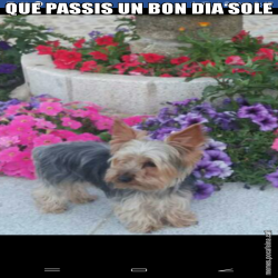 QUE PASSIS UN BON DIA SOLE