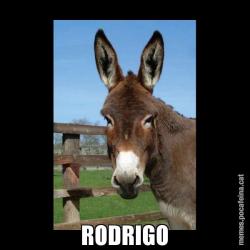 RODRIGO