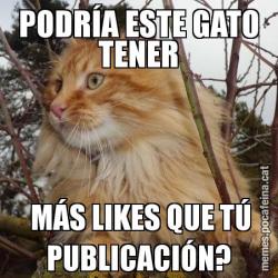 PODRÍA ESTE GATO TENER  MÁS LIKES QUE TÚ PUBLICACIÓN?
