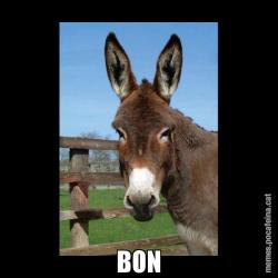 BON