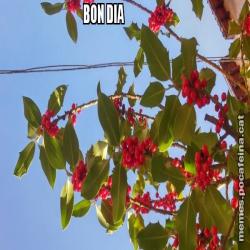 BON DIA
