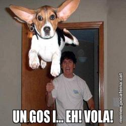UN GOS I... EH! VOLA!