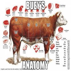 BUEY'S ANATOMY