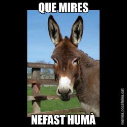 QUE MIRES NEFAST HUMÀ
