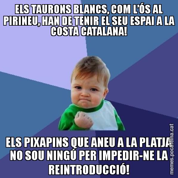 ELS TAURONS BLANCS, COM L’ÓS AL PIRINEU, HAN DE TENIR EL SEU ESPAI A LA COSTA CATALANA! ELS PIXAPINS QUE ANEU A LA PLATJA NO SOU NINGÚ PER IMPEDIR-NE LA REINTRODUCCIÓ! - Success Kid