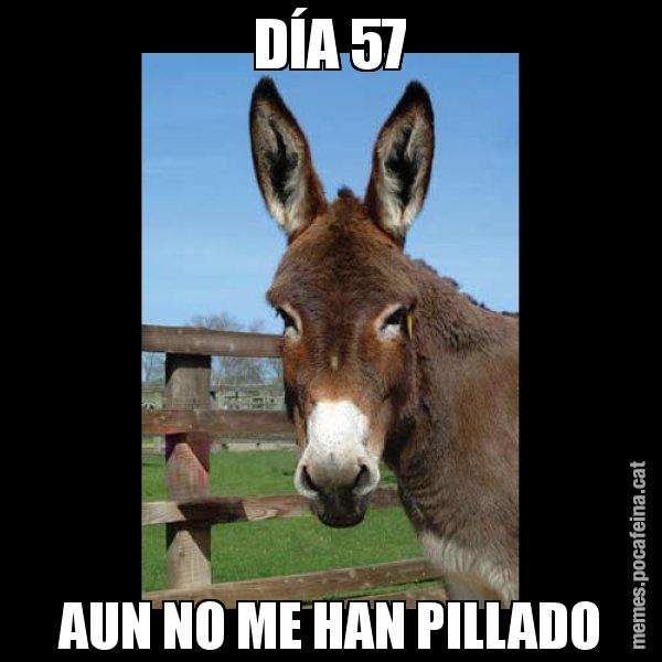 DÍA 57 AUN NO ME HAN PILLADO - El burro Català