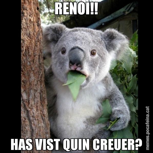 RENOI!! HAS VIST QUIN CREUER? - Koala Cant Believe It