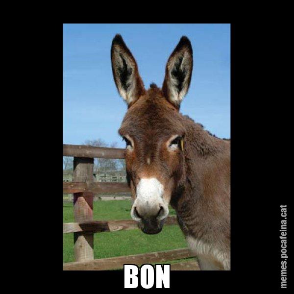 BON - El burro Català
