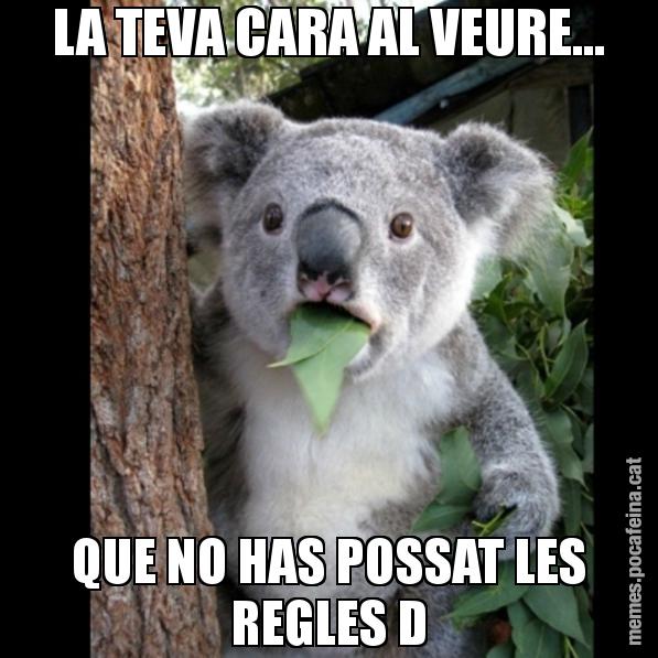 LA TEVA CARA AL VEURE... QUE NO HAS POSSAT LES REGLES D - Koala Cant Believe It