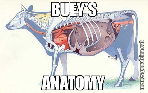 BUEY'S ANATOMY